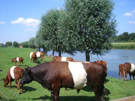 Doornenburg : In der Nähe des Schlosses weidende Rinder. Die Rinderrasse heißt Lakenvelder und kommen aus den Niederlanden.